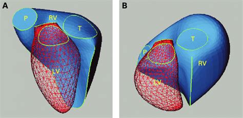 lv rv function|anatomy of the rv.